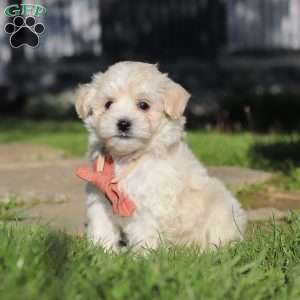 Elliot, Maltipoo Puppy